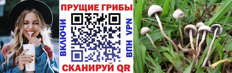 Купить  Княгинино  Галлюциногенные грибы Psilocybe 